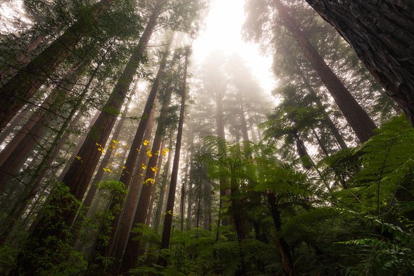 RT02 - The competition - Whakarewarewa Forest, Bay of Plenty.jpg